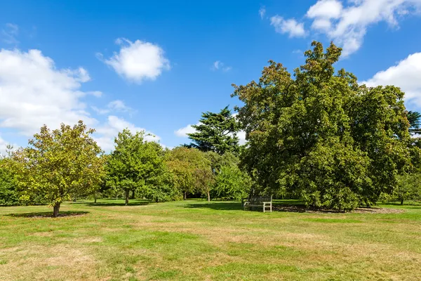 Verde lussureggiante Tranquillo Woodland Garden in Sunshine — Foto Stock