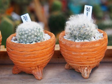 Bahçedeki kaktüs saksısı, kaktüs dikenleri kaktüs dikenleri, kaktüs arka planı..
