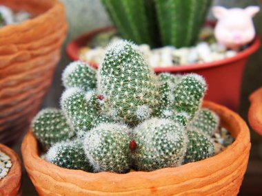 Bahçedeki kaktüs saksısı, kaktüs dikenleri kaktüs dikenleri, kaktüs arka planı..