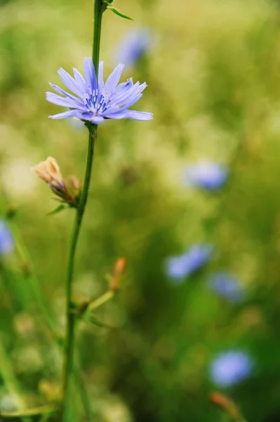 Fleurs de chicorée — Photo