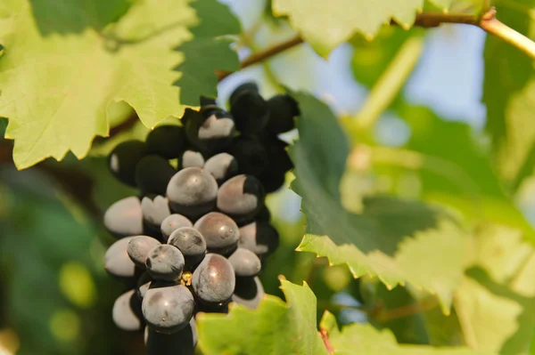 Grapes hanging on the vine — Stock Photo, Image