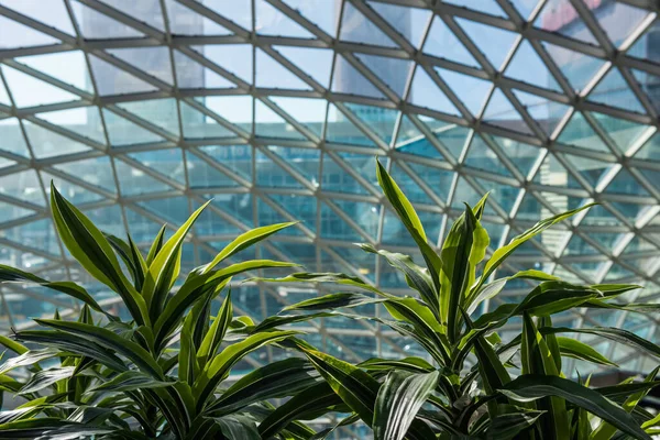 Sansevieria plants on the background of the glass roof of high-rise buildings.