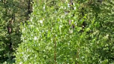 Rüzgar huş ağacı