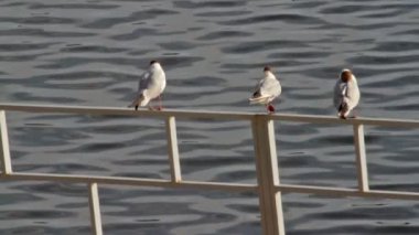 diğer martılar koltuktan martı ousts