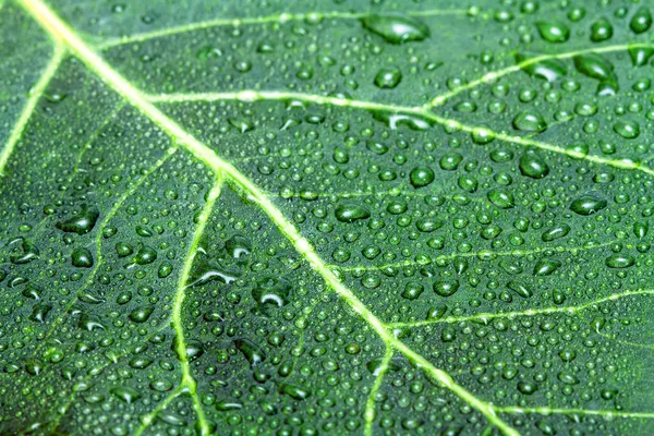 Grüne Blätter und Wassertropfen — Stockfoto