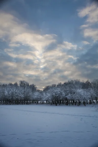 güneşli kış buzlu orman