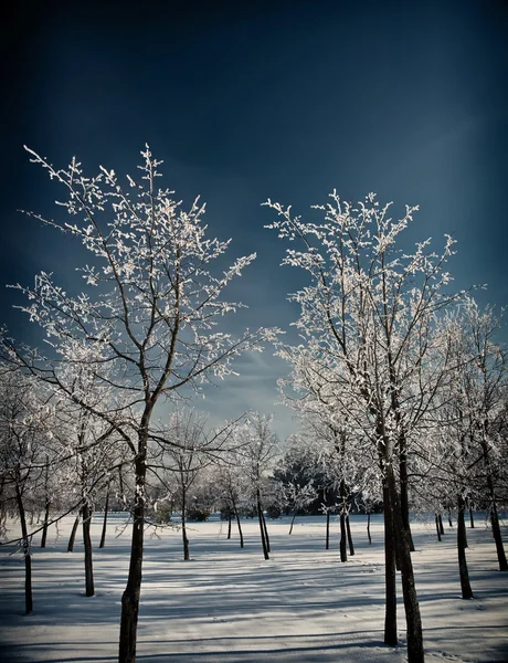 aydınlık kış günü ağaçlar buzlu cam