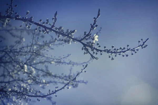 Yeni gelişen ağaç dalı