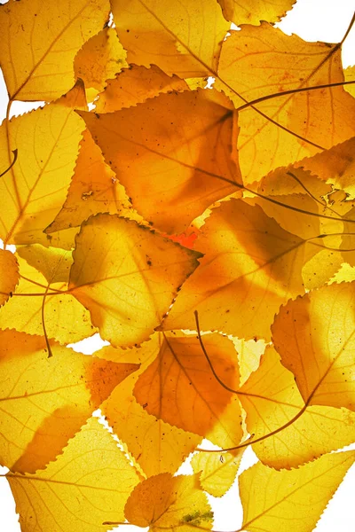 Sonbahar doğası sararır