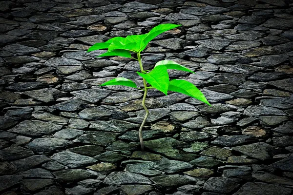 Small plant growing from a stone pavement — Stock Photo, Image