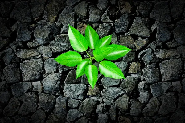 Small plant growing from a stone pavement — Stock Photo, Image