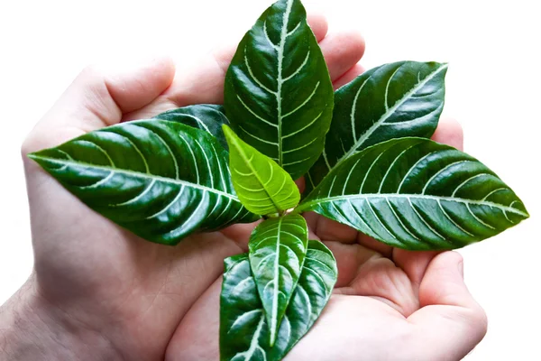 Man hands holding a green young zebra plant — Stock Photo, Image