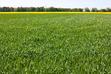 alan bahar çimen ve güneşli bir gün