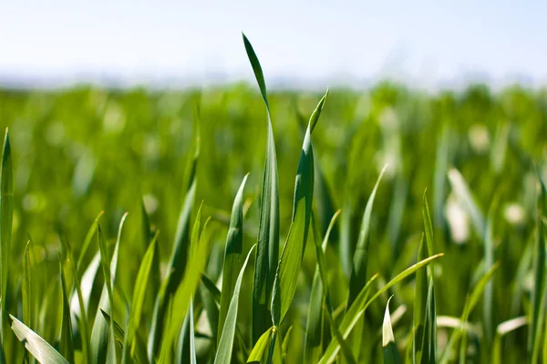 Field of spring grass and sunny day — Stock Photo, Image