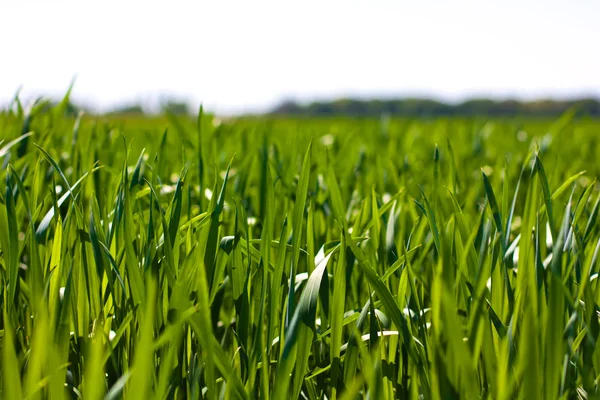 Field of spring grass and sunny day — Stock Photo, Image