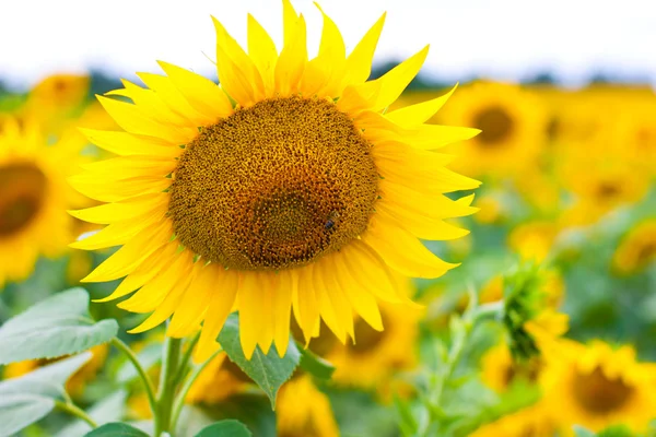 Macro foto van zonnebloemen met bee — Stockfoto