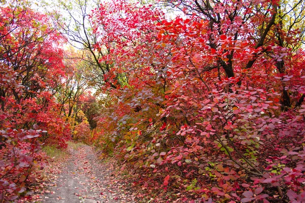 Autumn Forest — Stock Photo, Image