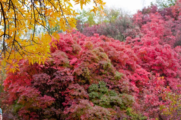 Herbstwald — Stockfoto