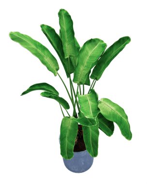 arka planda muz palmiyesi izole 