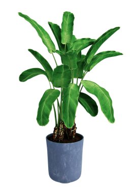 arka planda muz palmiyesi izole 