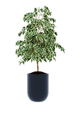  Ficus benjamina arka planda izole edildi 