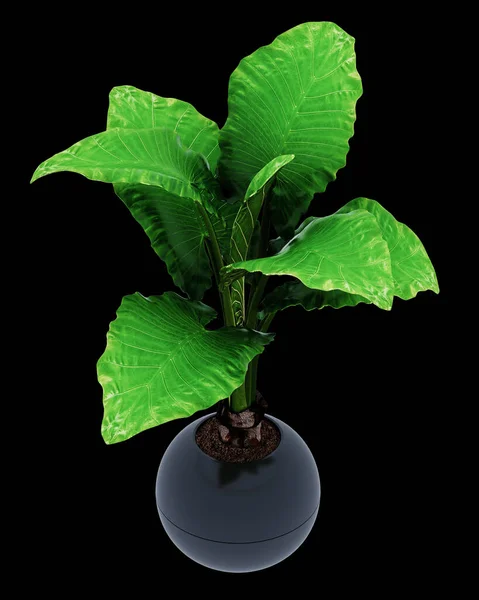 Alocasia Macrorrhiza Isolated Background — Stock Photo, Image