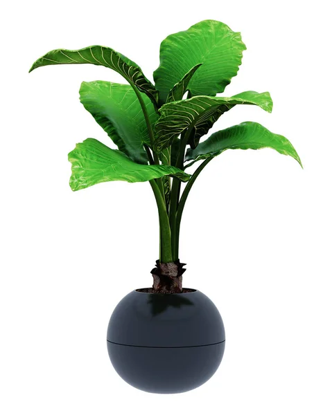 Alocasia Macrorrhiza Isolated Background — Stock Photo, Image