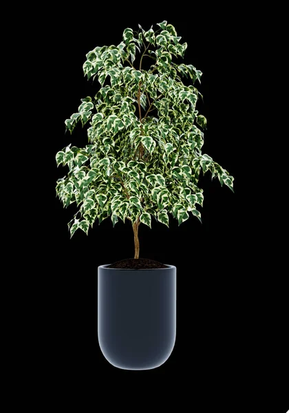 Ficus Benjamina Isolé Sur Fond — Photo