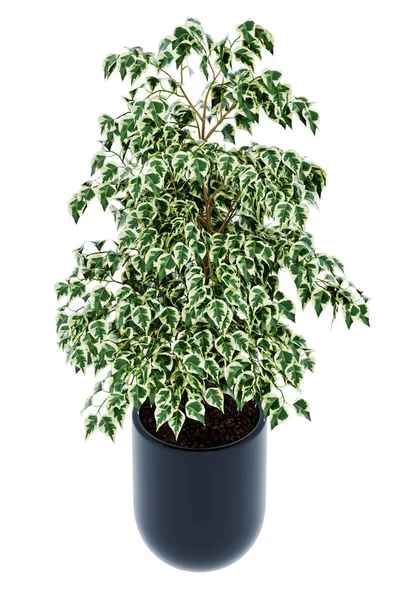 Ficus Benjamina Isolated Background — Stock Photo, Image