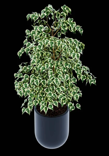 Ficus Benjamina Aislada Sobre Fondo — Foto de Stock