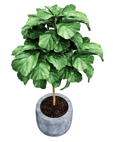 Ficus Lyrata Isolated Background — Stock Photo, Image