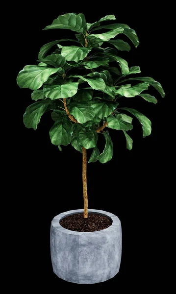 Ficus Lyrata Απομονωμένο Φόντο — Φωτογραφία Αρχείου