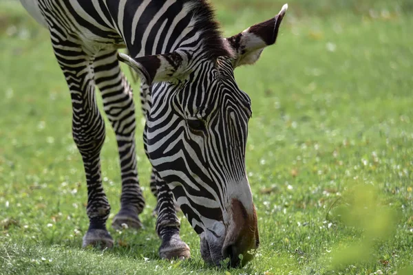 Zebra Pasąca Się Łące Parku — Zdjęcie stockowe