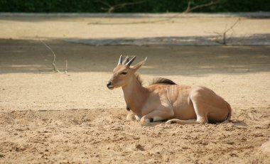Eland (Taurotragus Afrika antilobu)