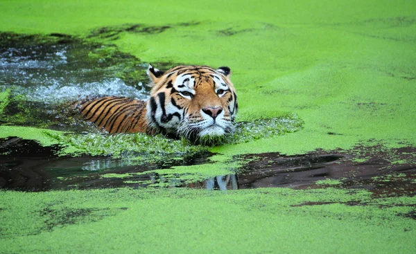 The Amur tiger is floating on the water — Stock Photo, Image