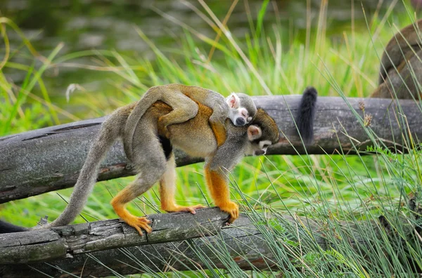 Kuru ağaç maymunu "sincap maymunu" sırtında bir bebek olduğunu - Stok İmaj