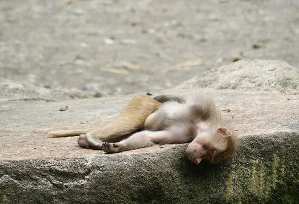 Kayanın üzerinde uyuyan genç maymun — Stok fotoğraf