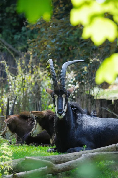 Black antelope — Stock Photo, Image