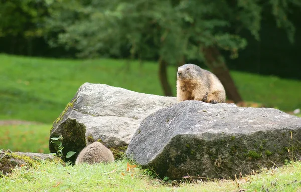 Marmota alpina em uma rocha — Fotografia de Stock