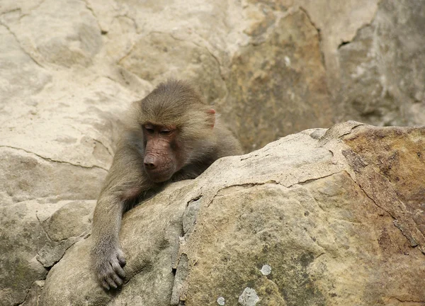 Junger Pavian liegt auf einem Felsen — Stockfoto