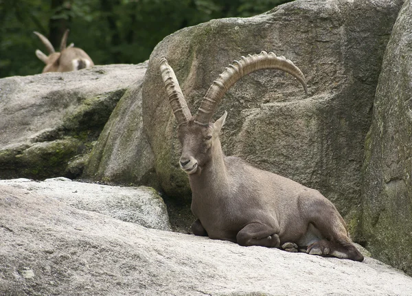 Mountain-goat — Stock Photo, Image