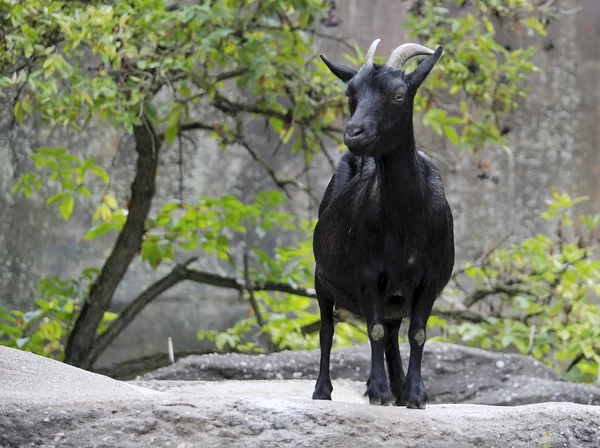 Black goat on the rock — Stock Photo, Image