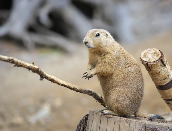 Marmot üzerinde bir ağaç kütüğü — Stok fotoğraf