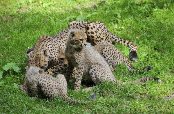 Family of cheetahs — Stock Photo, Image