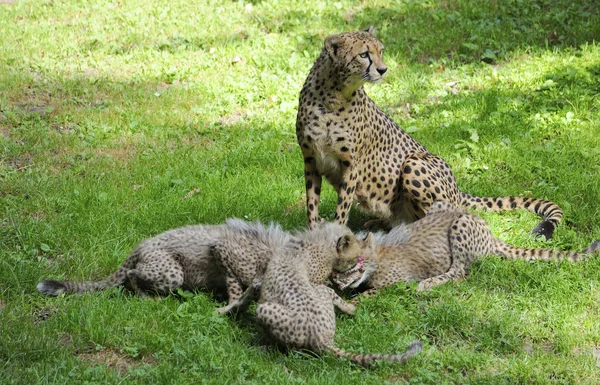 Семья гепардов — стоковое фото