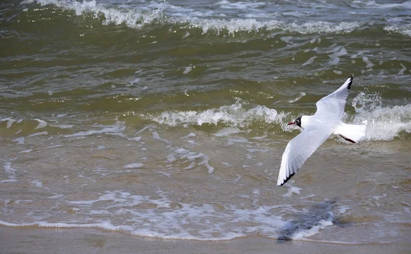 Gaviota volando sobre una ola — Foto de Stock