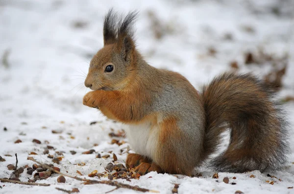 Κόκκινο σκίουρο στο χιόνι — Φωτογραφία Αρχείου
