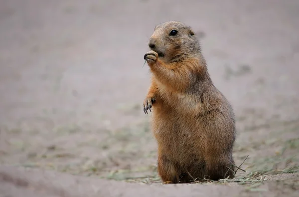 Marmotta che mangia erba — Foto Stock