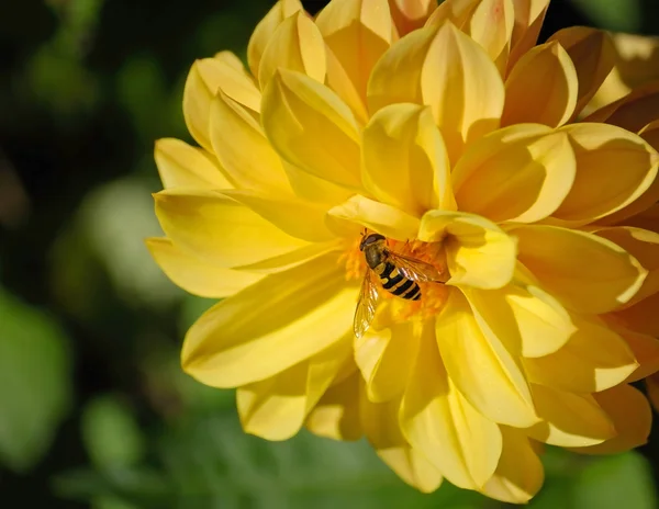 Abelha sentada em uma flor amarela dahlia — Fotografia de Stock