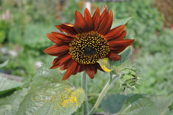 Red decorative sunflower. — Zdjęcie stockowe